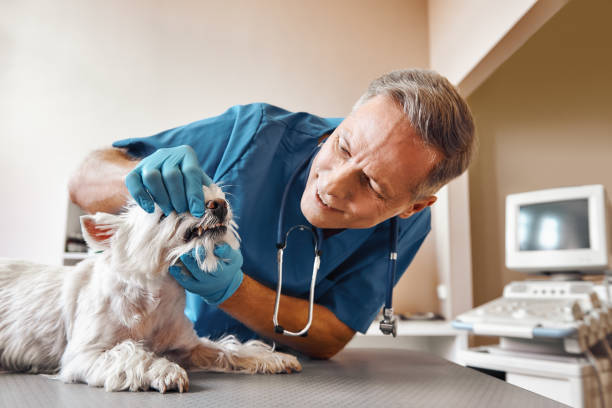 Best Emergency Root Canal Treatment in Harlowton, MT